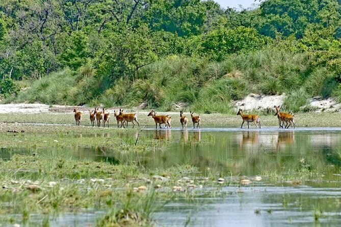 2 Night 3 Day Chitwan Jungle Safari Tour from Pokhara - Why Chitwan from Pokhara is a smart short-trip choice
