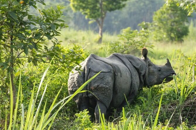 2 Night 3 Day Chitwan Jungle Safari Tour from Pokhara - Small group comfort: how max 8 travelers changes the feel