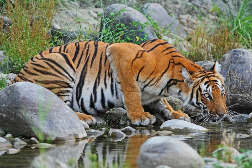 3-Day Chitwan Jungle Safari Adventure From Kathmandu/Pokhara - What the $158 Price Really Buys (And Why It’s Not Just a Sticker Number)