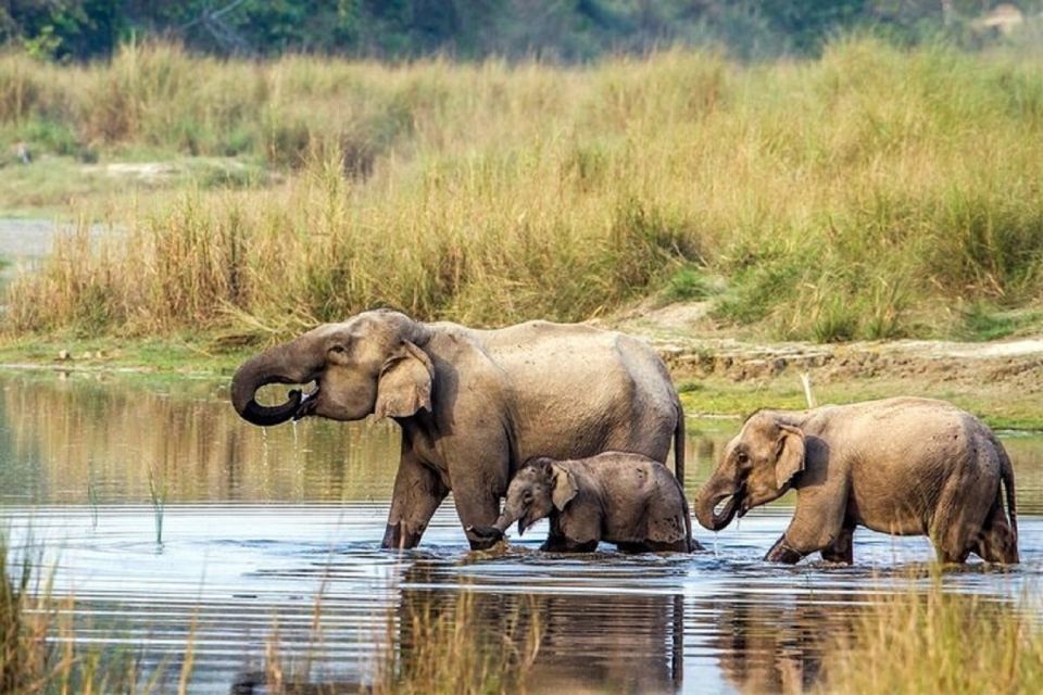 3-Day Chitwan Jungle Safari Adventure From Kathmandu/Pokhara - Chitwan National Park, Sauraha, and the Rapti River Connection