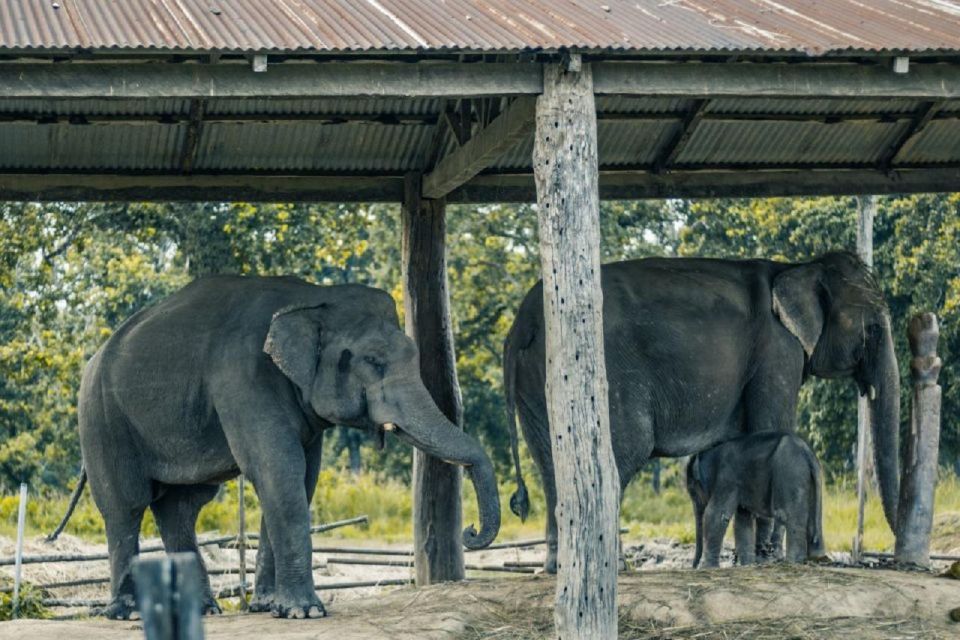 3-Day Chitwan Jungle Safari Adventure From Kathmandu/Pokhara - Day 2 Night: Dinner, Time to Reset, and a Calm End