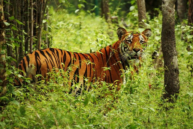 3-Day Chitwan Jungle Safari Tour from Kathmandu - Price and value: what $392 per person really buys