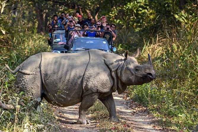 3-Day Chitwan National Park Jungle Safari Tour Package with Pick Up - The resort near Chitwan: comfortable enough, with a basic edge