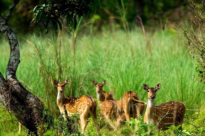 3 Days and 2 Nights Chitwan National Park Safari Tour in Pokhara - Key highlights at a glance