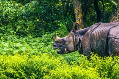 3 Days and 2 Nights Chitwan National Park Safari Tour in Pokhara - Day 2 in Chitwan National Park: the 6:30am jeep safari day