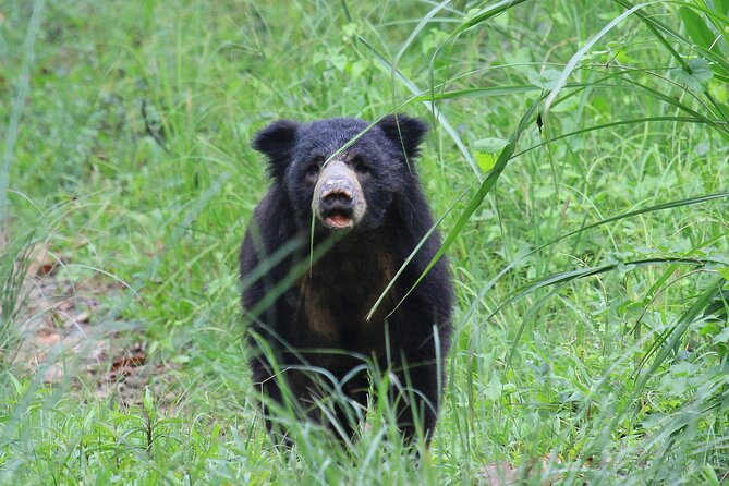3 Days Jungle Safari in Chitwan National Park - Chitwan in 3 days: what you’re really buying