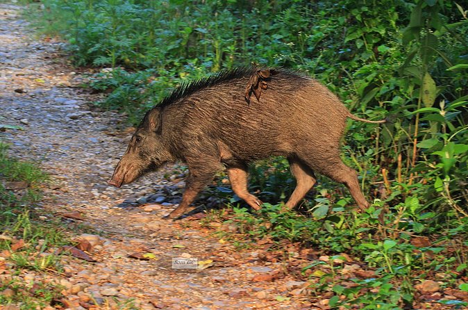 3 Days Jungle Safari in Chitwan National Park - Day 2 canoeing on Rapti River: a slower way to read the park