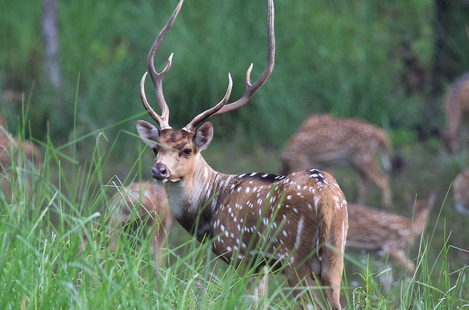 3 Days Jungle Safari in Chitwan National Park - Tharu stick dance and Nepali meal: culture after wildlife