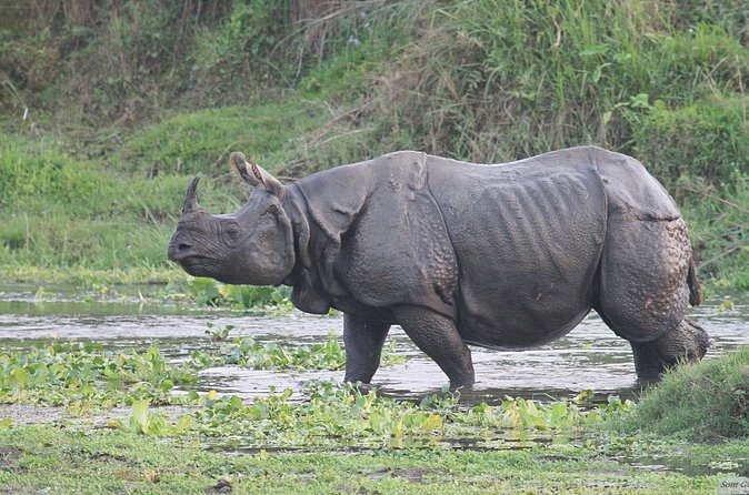 3 Days Jungle Safari in Chitwan National Park - Back to Kathmandu: plan for the long sit