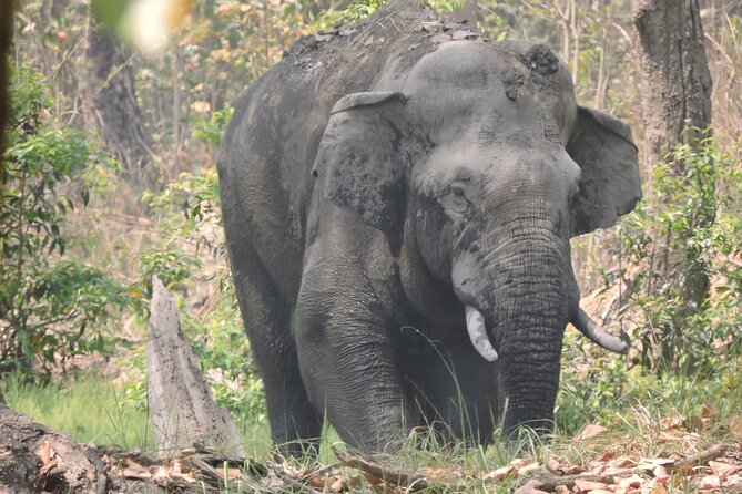 3 Nights 4 Days Bardia Tiger Tracking Tour | Bardia Jungle Safari - Day 1: Welcome in Nepal, Then Tharu Village and Sunset Time