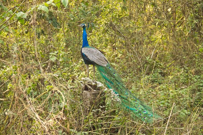 3 Nights 4 Days Chitwan National Park with Tower Night Stay - Value check: what you get for about $424 per person