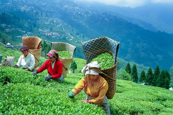 5-Day Private Tour of Gangtok and Darjeeling - Day 3: the road to Darjeeling (and why leaving matters)