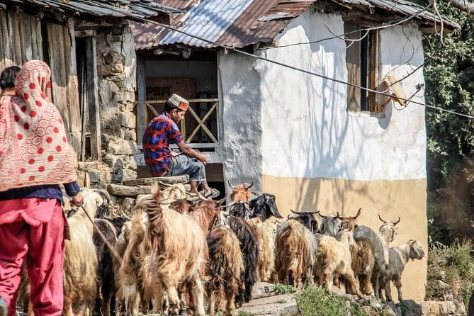 7 Days Dharamsala - Dalai Lama home Trek - Price and Value: Is $381.30 Reasonable?