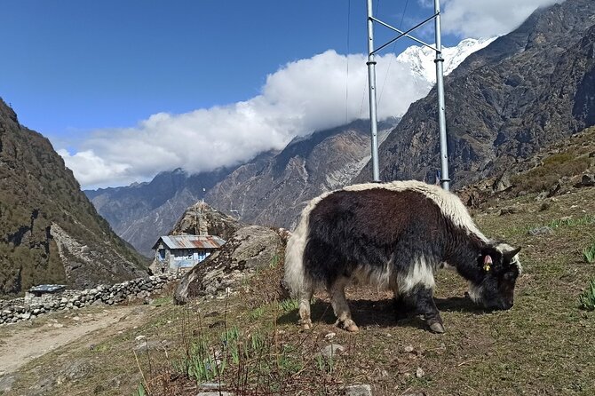 7 Days Langtang Valley Trek from Kathmandu - Why Langtang gets you walking fast from Kathmandu