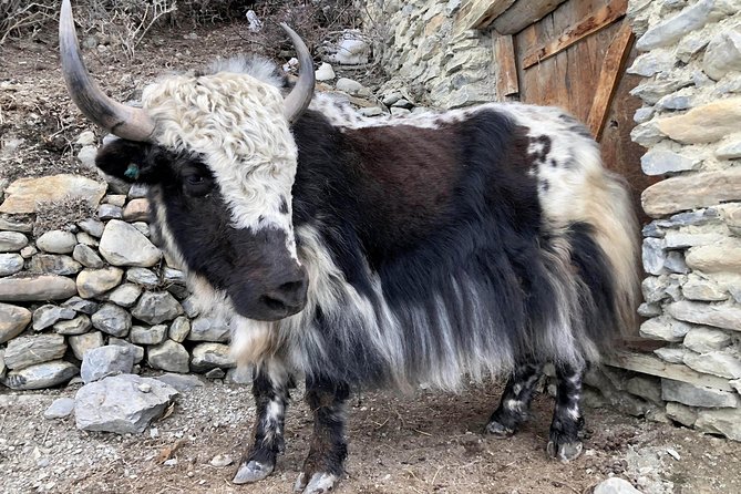 Annapurna Circuit Trek - Price and value: what $1,175 covers (and what it won’t)