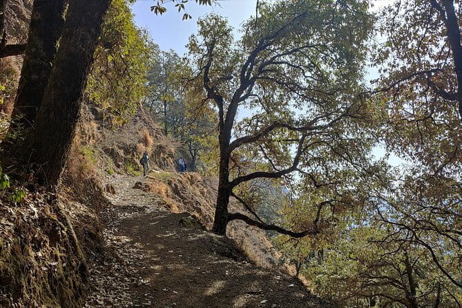 Benog Trek into the Wild - Benog Trek at a Glance: Forest Quiet With Himalayan Payoff