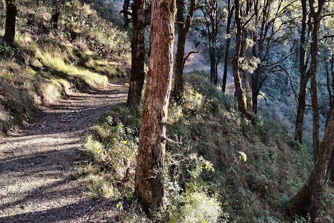 Benog Trek into the Wild - The Forest Trail: Oak and Pine, Calm Feet, and Real Bird-Spotting Chances