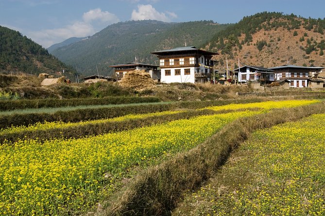 Bhutan Vacation (5 Nights-6 Days) - Day 4: Back to Paro—Ta Dzong Museum and Rinpung Dzong