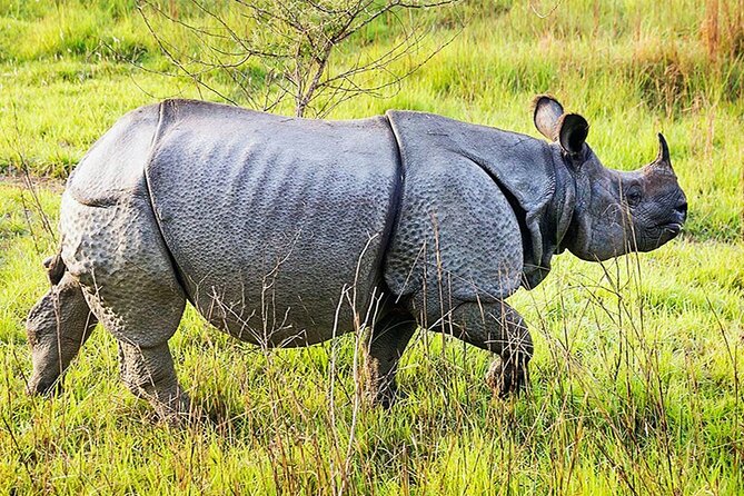 Chitwan 2 Nights All Inclusive Jungle Safari Tour - Why Chitwan works as a quick Nepal reset