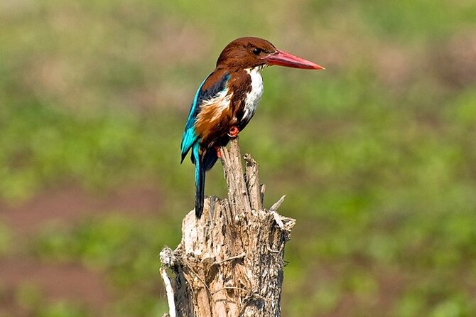 Chitwan 2 Nights All Inclusive Jungle Safari Tour - The day-by-day flow: from Kathmandu Valley gateways into Chitwan