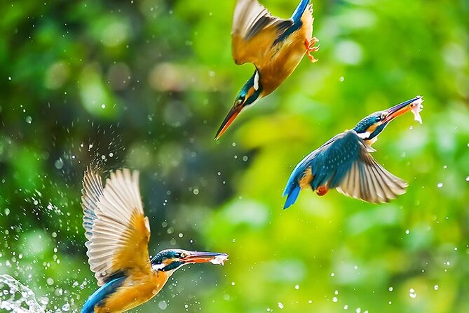 Chitwan 2 Nights All Inclusive Jungle Safari Tour - Chitwan National Park: jeep safari plus jungle walk plus bird watching