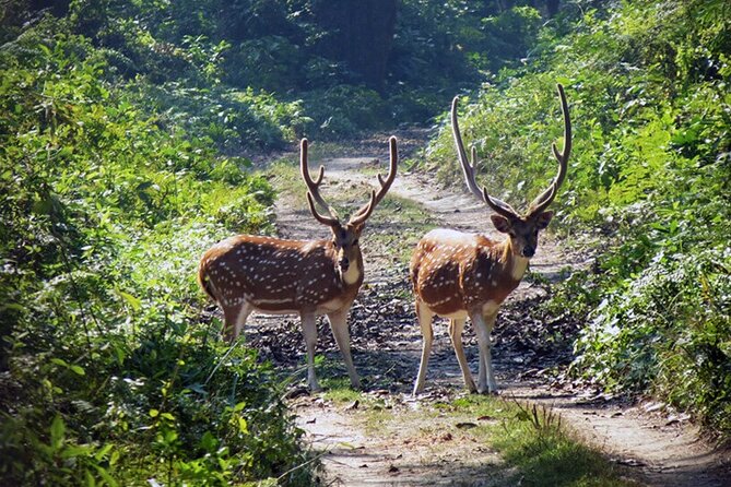 Chitwan 2 Nights All Inclusive Jungle Safari Tour - What the included meals actually do for your day