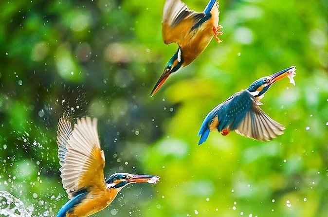 Chitwan 2 Nights All Inclusive Jungle Safari Tour - The guide factor: why communication changes the safari