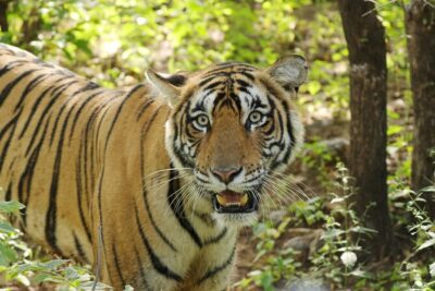 Chitwan National Park Tour - Day 2’s morning canoeing trip: a different way to spot wildlife