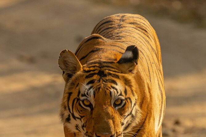 Chitwan National Park Tour - The service layer that makes the whole trip easier (Dipson’s role)
