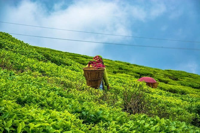Darjeeling Full-Day Sightseeing Tour with Guide & Transports - Should you book this full-day Darjeeling sightseeing tour?