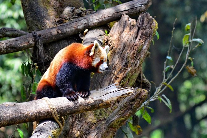 Day_Trippers (Darjeeling Full Day Tour). - Key points that make this Darjeeling day plan work