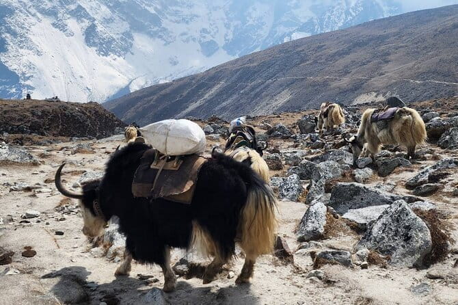 Everest Base Camp Trek from Kathmandu 12 Days - Key highlights worth packing your excitement for