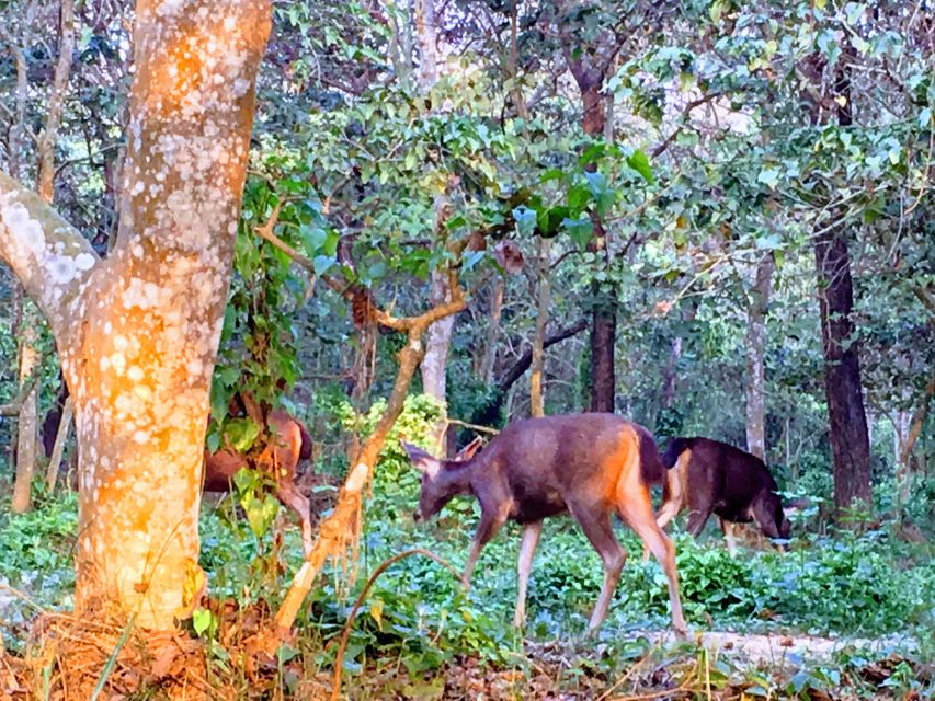 From Chitwan : Jeep Safari,Canoeing,Forest walk Day Tour - FAQ