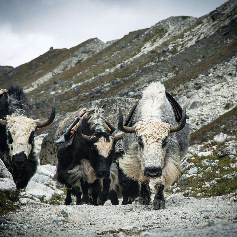 From Kathmandu: Guided Everest Base Camp Trek - Lobuche to Gorak Shep: the long climb toward the endgame