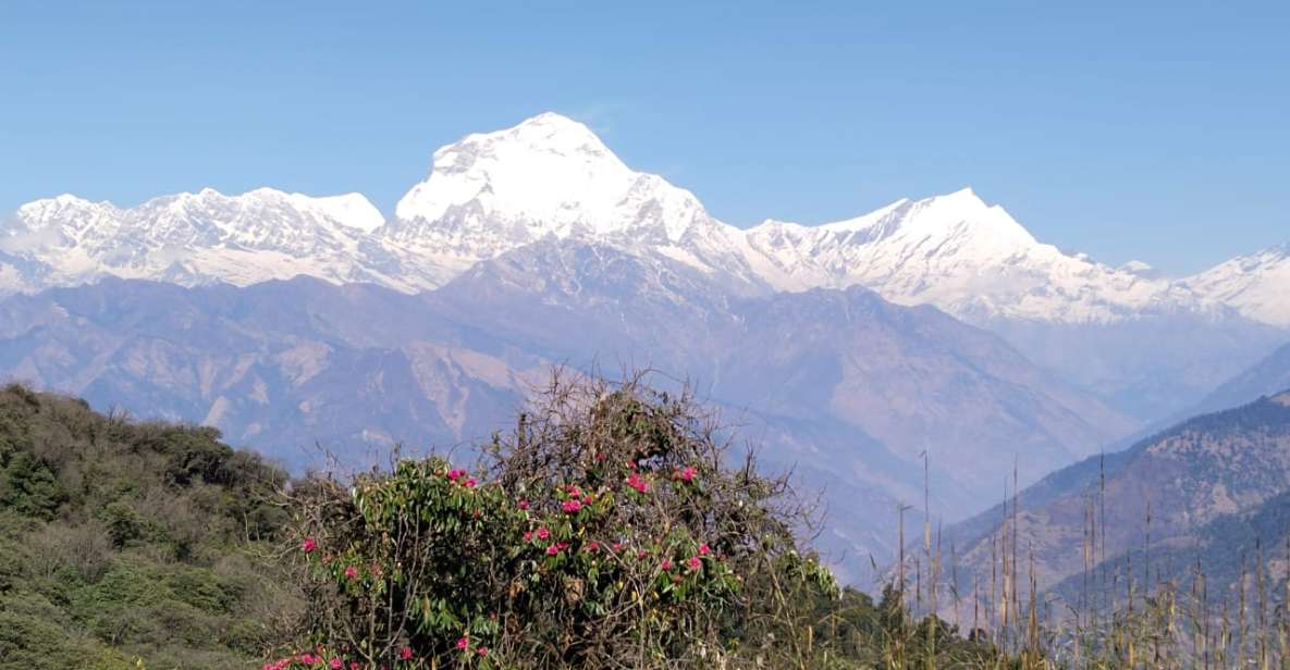 From Pokhara: 4-Day Annapurna and Poon Hill Himalayan Trek - The Poon Hill payoff: big views in a short 4-day plan