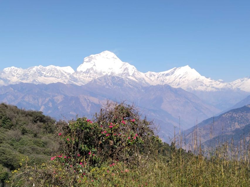 From Pokhara: 4-Day Annapurna and Poon Hill Himalayan Trek - Day 2: Poon Hill sunrise and the classic Annapurna Range reveal