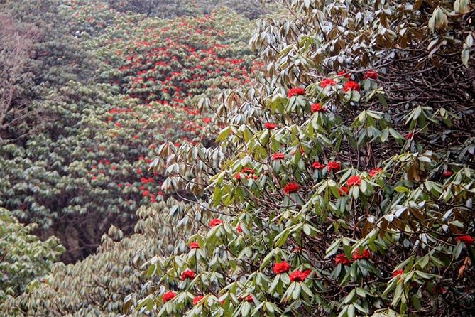 Ghorepani Poon Hill Trek - A practical packing checklist for Poon Hill conditions