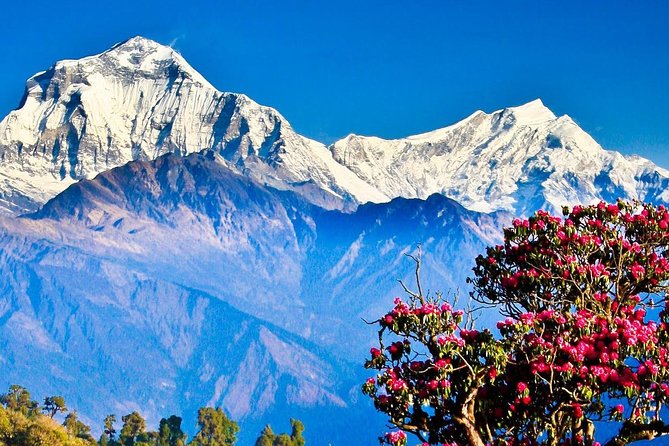 Ghorepani Poonhill Trek -8 Days - Day 6 Descent to Ghandruk: Oak, Fir, and a Village Walk You’ll Remember