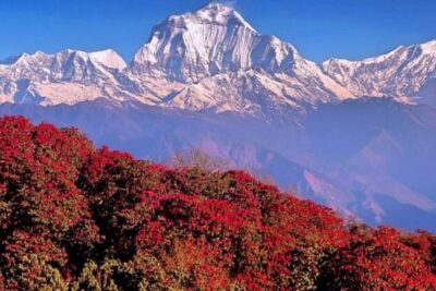Ghorepani Poonhill Trek -8 Days - Day 5 Poon Hill Push: Sunrise Timing, Mountain Focus, and Real-World Comfort
