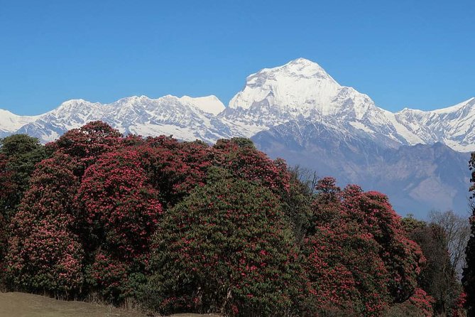 Ghorepani Poonhill Trek -8 Days - Kathmandu Day Tour: Pashupatinath, Boudhanath, Swayambhunath, and Durbar Square