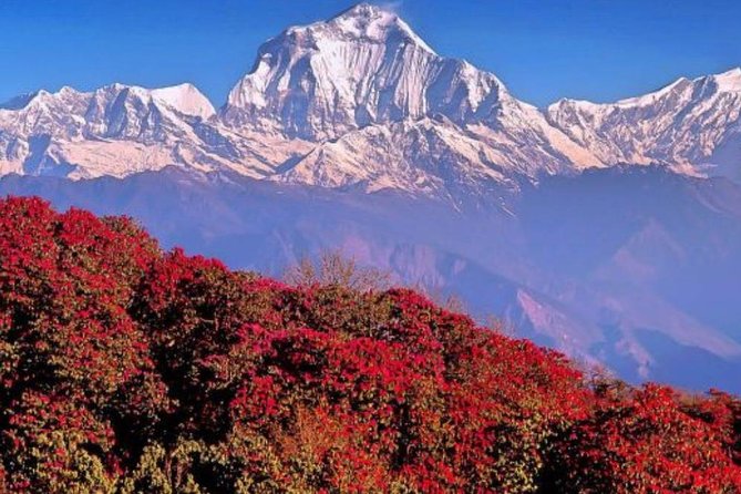 Ghorepani Poonhill Trek -8 Days - Day 5 Poon Hill Push: Sunrise Timing, Mountain Focus, and Real-World Comfort