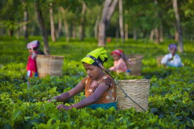 Guided Tour to Palampur-Monasteries, Temple & Tea Gardens visit - The morning start: pickup from Dharamsala to Palampur tea country