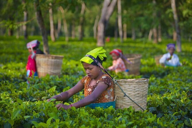 Guided Tour to Palampur-Monasteries, Temple & Tea Gardens visit - The morning start: pickup from Dharamsala to Palampur tea country