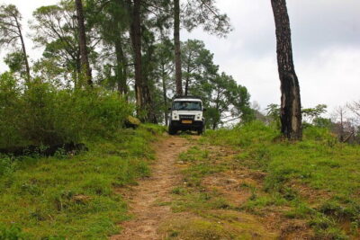 Jeep Safari and Picnic Tour - The Jeep Safari Around Palampur: Tea, Pine, and Dhauladhar Views