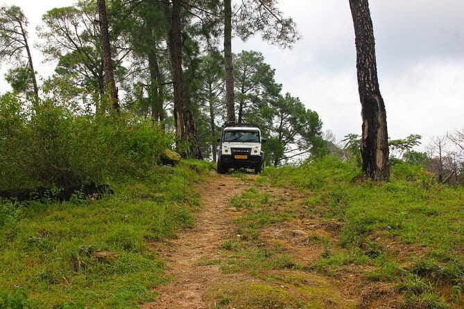Jeep Safari and Picnic Tour - The Jeep Safari Around Palampur: Tea, Pine, and Dhauladhar Views