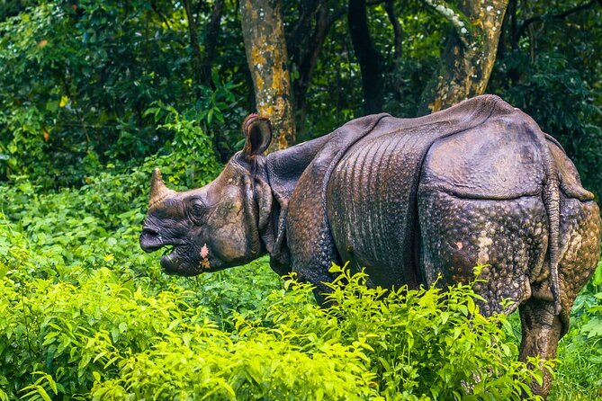 Kathmandu 2 Nights 3 Days Chitwan Jungle Safari Tour - Price and value: what $190 per person really buys you