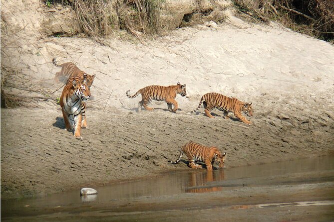 Kathmandu 2 Nights 3 Days Chitwan Jungle Safari Tour - What kind of travelers this tour fits best