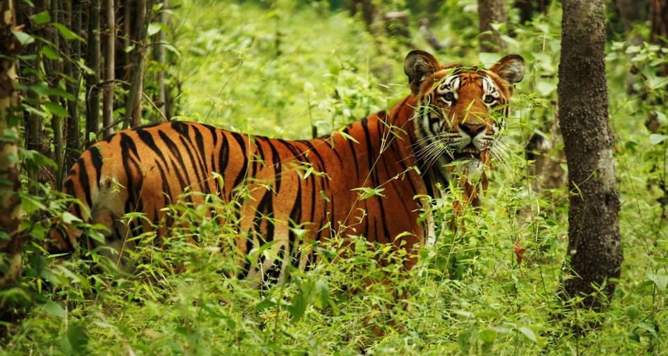 Kathmandu: 4-Day Private Chitwan National Park Safari Tour - Should You Book This 4-Day Chitwan Safari From Kathmandu?