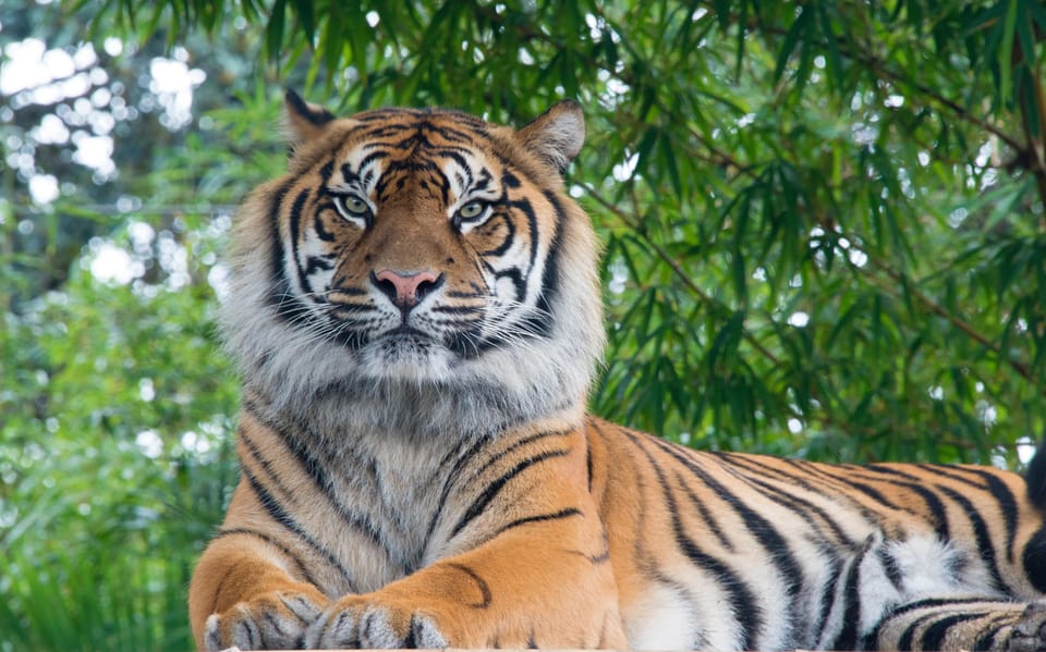 Kathmandu: 4-Day Private Chitwan National Park Safari Tour - Day 4 Nature Walk and the Ride Back to Pokhara or Kathmandu