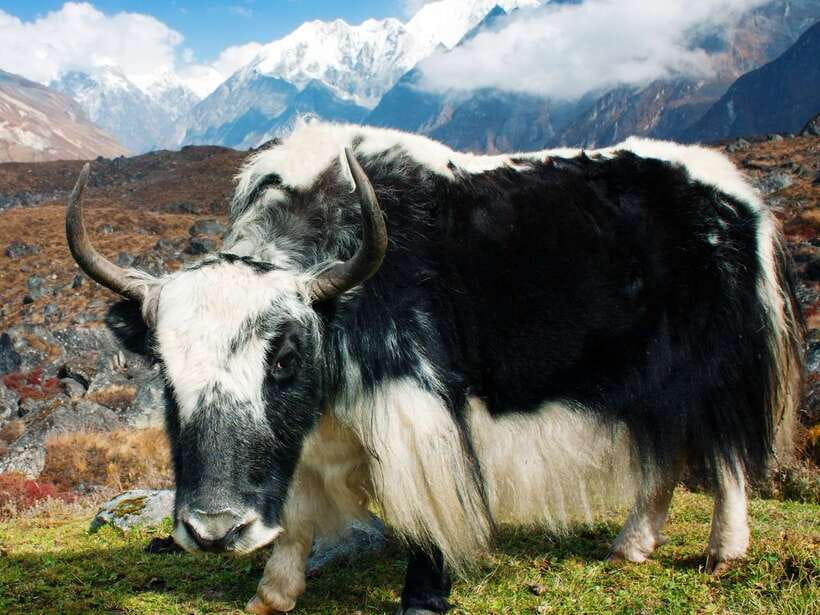 Kathmandu: 6 Days Langtang Valley Trek with Kyanjin Ri - Guides, Pace, and Safety: Why Organization Matters on a Short Trek